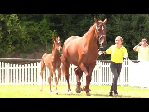 Fair Trail, HF *18-06-2017 von Franziskus – Londonderry – Lenys Lemon