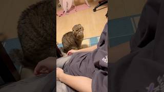 遊びにきた友達に緊張するねこ、うりちゃん #cat #ねこ #猫 #猫のいる暮らし #fyp