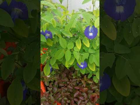 #tamil #motivation #quotes #shorts #shortsfeed