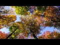 Relaxing Music Sleep 3 Minutes