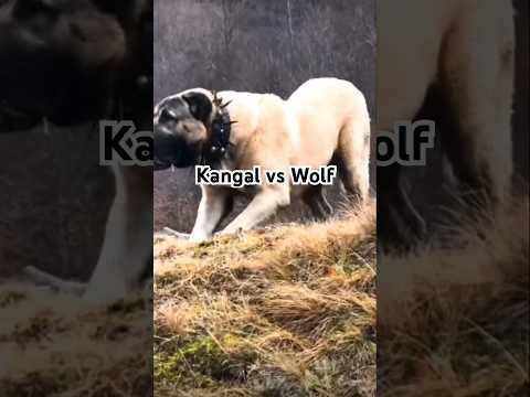 #kangal  vs #wolf