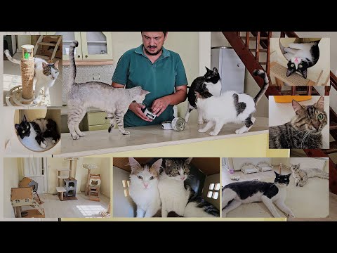 Человек, который живет жизнью, полной любви, в одном доме с кошками, которых он спас.