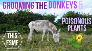 Vlog | Grooming the Donkeys &amp; Poisonous Plants | This Esme