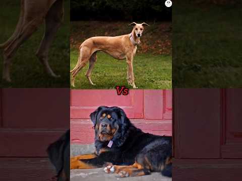 Pariah dog vs Chippiparai vs Rajapalayam vs Mudhol hound vs Gaddi kutta lbs comparison #dogs #shorts