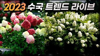 2023 수국 & 붓들레아 트렌드 미리보기