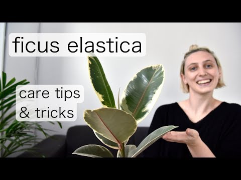, title : 'FICUS ELASTICA Care | Rubber Tree Care Tips & Tricks'