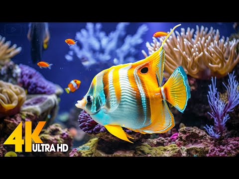 Aquarium 4K VIDEO (ULTRA HD) ???? Beautiful Coral Reef Fish - Relaxing Sleep Meditation Music #94