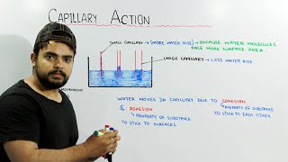 Capillary Action | Adhesion and Cohesion in water |