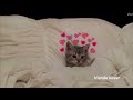 La Oreja de Van Gogh - Irreversible (Maqueta) (Lyrics)