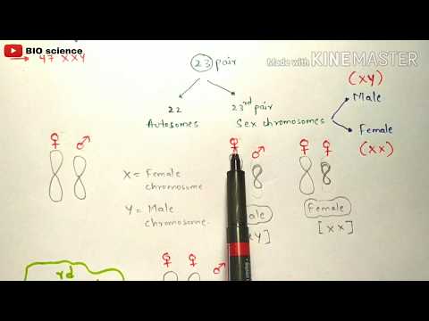 POINT MUTATION BY PHANINDRA GUPTHA