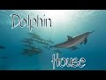 Schwimmen mit Delfinen | Dolphin House [Shaab Samadai] | Tauch-Vlog #17 | #abgetaucht, Shaab Samadai (Dolphin House), Ägypten