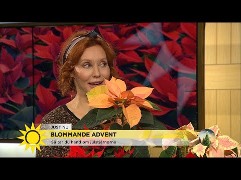 Så får du julstjärnorna att leva länge - Nyhetsmorgon (TV4)