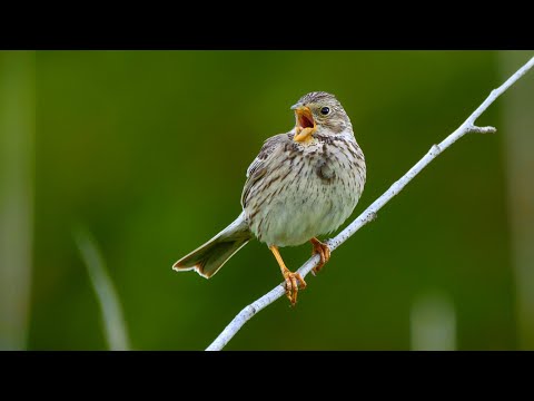 Strnádka lúčna (Emberiza calandra) — hlas a správanie v prírode