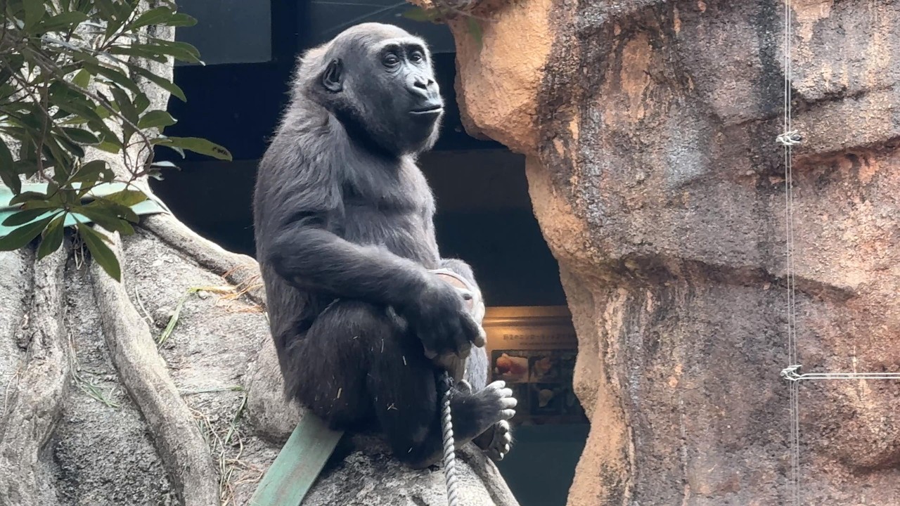 gorilla   Sumomo's daily life.783