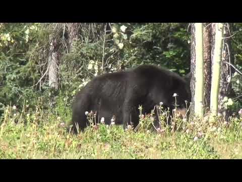 Essex County Bear Sighting