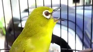 Download lagu yang lagi viral pleci nishida (waung) laku 125 jt mp3