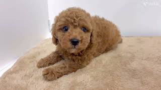 トイプードルの動画01