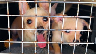 Rescue Chihuahua Puppies' First Vet Appointment Went Wrong...