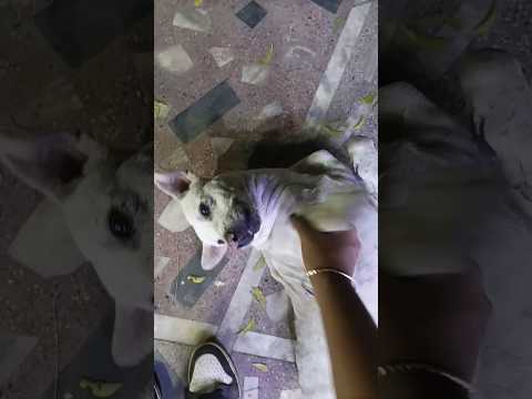Mera pyara Bindu🤣🫂 #youtubeshort #comedy #ytshort #streetdog #dogshorts #doglovers #dogtraining