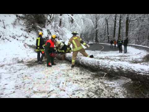Umgestürzter Baum B89 bei Sonneberg - 31.01.2015