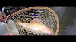 preview picture of video 'Fly fishing the Blue River C&R area 1-18-19'