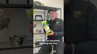 Download lagu Do Wasp Traps Actually Work? mp3 Download lagu Do Wasp Traps Actually Work? mp3