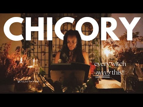 Why Every Witch Needs CHICORY | Chicory Magic
