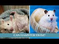 Can hamsters swim || Can Hamsters Swim in Water || can hamsters swim in a bowl