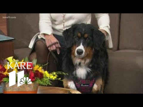Bringing up Bärli: Traveling with your dog for the holidays