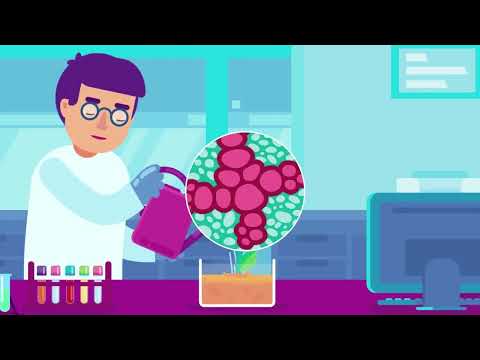 Țesutul conducător la plante