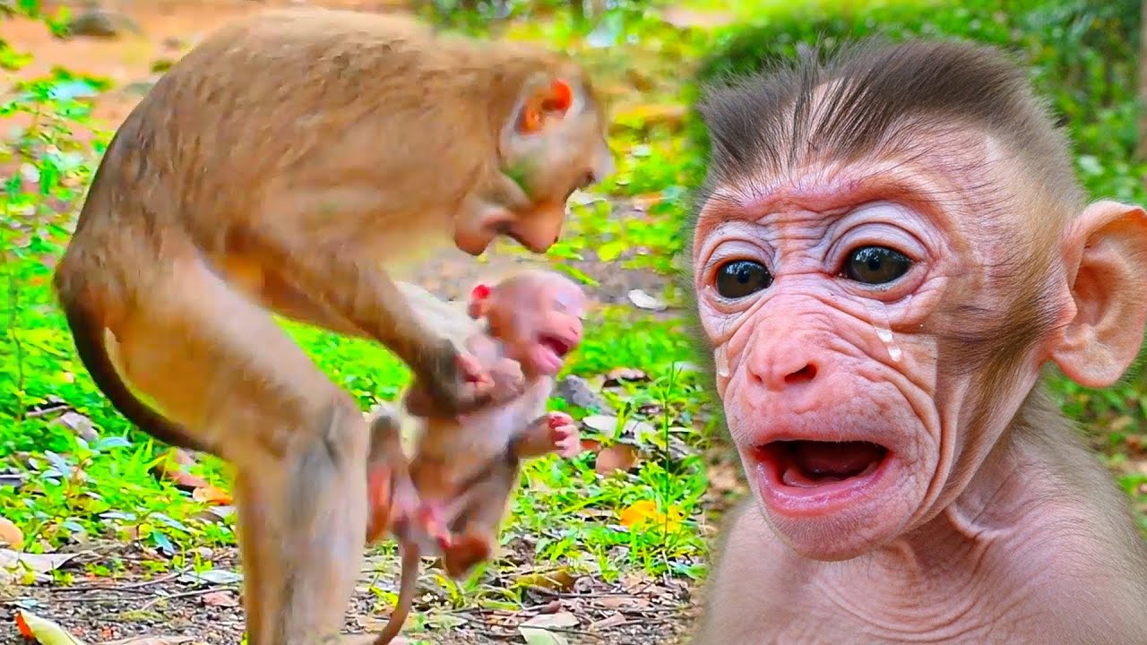 ああ、どうして母親はこんな新生児にミルクを与えることに同意しないのでしょうか。