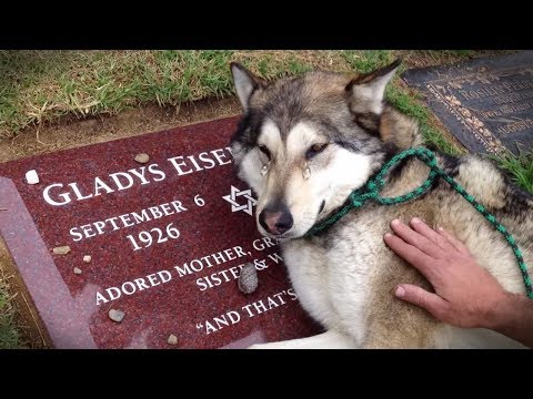 download lagu mp3 mp4 Sad Dog, download lagu Sad Dog gratis, unduh video klip Sad Dog