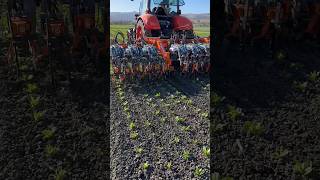Autonomous Weeder Vulcan in Action || Made By FarmWise California || #shorts #autonomous