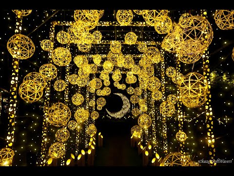 bambou-pot-terrasse-jardinières-bac-béton-piscine bambou en pot