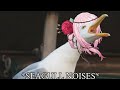 Rosemi is a seagull [Nijisanji En]