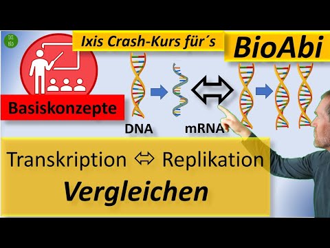 Vergleich DNA-Replikation und Transkription mithilfe der Basiskonzepte der Biologie viel einfacher