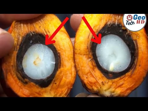 Incredible Palm Oil Production Process Make Millions of Dollars in Agriculture with Oil from Palm