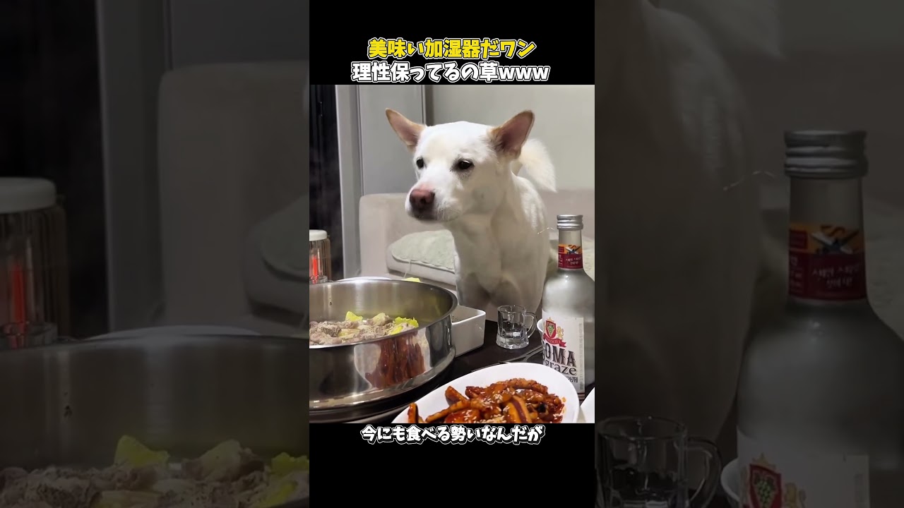 こんな偉い子なかなかいないぞ😛 #犬の気持ち #元気になる動画 #元気お届け #犬のいる生活 #大型犬のいる生活 #愛犬