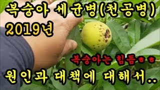 복숭아농사 복숭아병충해 복숭아세균병 천공병이 생겨서 방제하고 완화하는 방법에 대해서 이야기 해보았습니다 Pe…