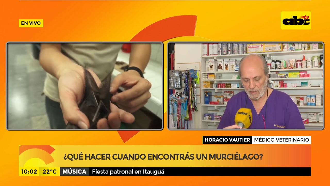 Watch ¿Qué hacer cuando encontrás un murciélago Now ¿Qué hacer cuando encontrás un murciélago