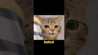 Download lagu Bhoot, prat, ladkiyaan 💀 | Catumama | #cat #catmemes #funny #shorts #fyp #relatable mp3