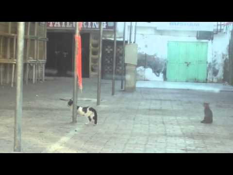 ayaayo kunjhiramayanam song remake