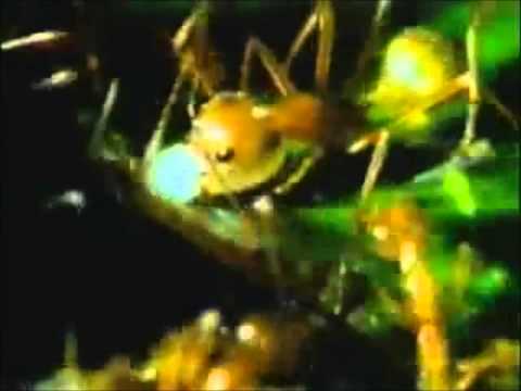 Mrekullia e Allahit - Te Milingonat P1