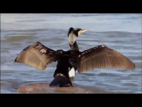 09 Kormorán velký (epizoda)