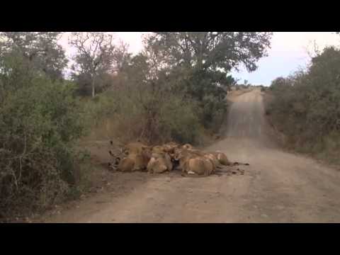 S100 Mega Pride 30+ Lions) Eating a Wildebeest   19 September 2012   Latest Sightings