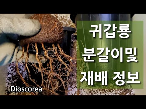 , title : '아프리카 식물 구갑룡 분갈이부터 물 주기 재배 종합(Dioscorea), 귀갑룡, 괴근 식물 디스코레아 #선인장 #다육 식물'