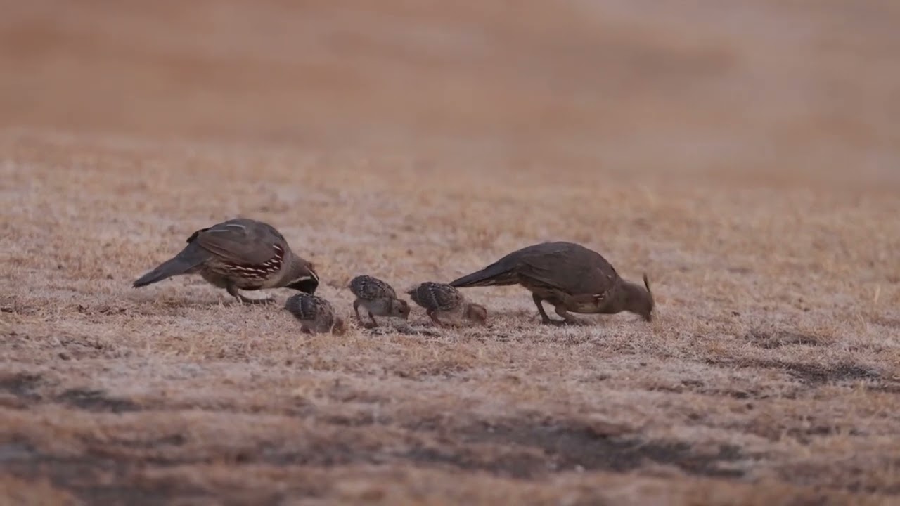 S2E9: A Family Of Quail Enjoy A Meal On A Windy Evening