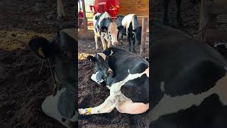 A vaca leiteira bebendo o próprio leite