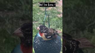 Download lagu ROSE-BREASTED GROSBEAK NICKNAME 🐦‍⬛ Did You Know ? #rosebreastedgrosbeak mp3