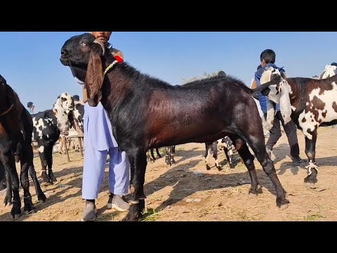 Bakra Mandi Sahiwal ki Update Betal Breeder Bakry 03124058010 Altaf goat Farm 